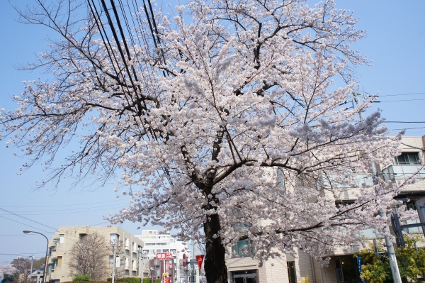 ３／２９桜
